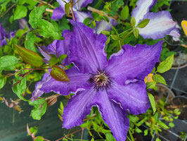 CLEMATIS Viva la Vida
