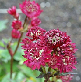 ASTRANTIA Red Joyce