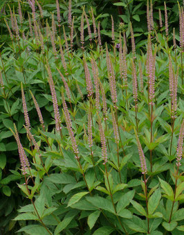 VERONICASTRUM virginicum Dora