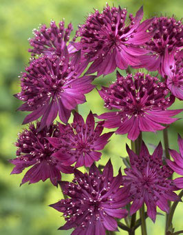 ASTRANTIA Red Promise