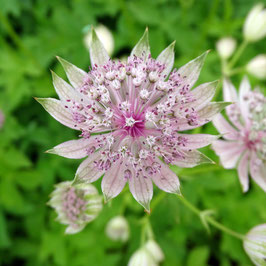 ASTRANTIA Pink Sensation