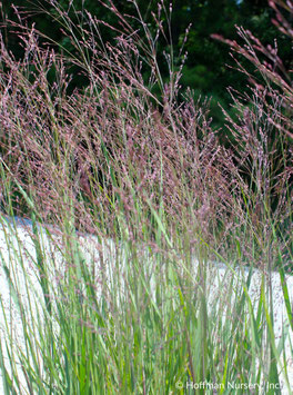 PANICUM virgatum Purple Tears