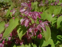 EPIMEDIUM x youngianum Beni Kujaku