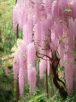 WISTERIA brach Kuchi Beni
