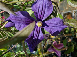 CLEMATIS durandii AGM