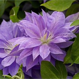 CLEMATIS Denny's Double