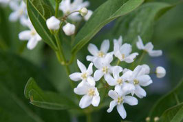 CYNANCHUM ascyrifolium