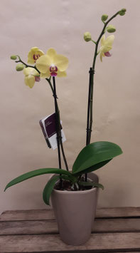 ORCHIDEE GELB MIT ÜBERTOPF