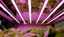 15W T8 LED Aufzucht Pflanzenlampe, Keimung, Stecklinge, Grünpflanzen