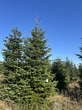 490cm Weihnachtsbaum, Nordmanntanne, 24G299