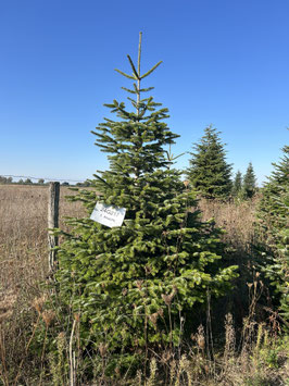 290cm Weihnachtsbaum, Nordmanntanne, 24G217