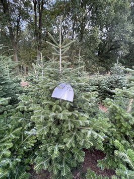 200cm Weihnachtsbaum, Nordmanntanne, 23W123