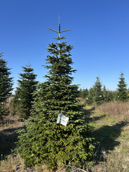 360cm Weihnachtsbaum, Nordmanntanne, 24G206