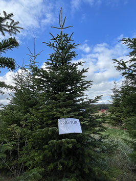 350cm Weihnachtsbaum, Nordmanntanne, 23G108