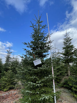 500cm Weihnachtsbaum, Nordmanntanne, 23G101
