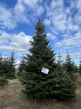 550cm Weihnachtsbaum, Nordmanntanne, 23G121