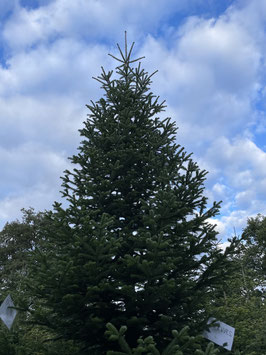 450cm Weihnachtsbaum, Nordmanntanne, 23W117