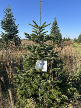 190cm Weihnachtsbaum, Nordmanntanne, 24G222