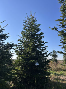 580cm Weihnachtsbaum, Nordmanntanne, 24G257