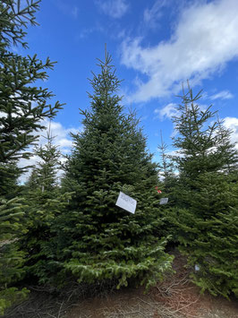 500cm Weihnachtsbaum, Nordmanntanne, 23G105