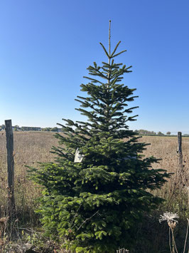 300cm Weihnachtsbaum, Nordmanntanne, 24G226