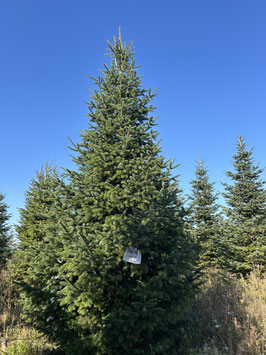 620cm Weihnachtsbaum, Nordmanntanne, 24G274