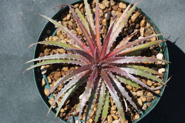 【極斑】dyckia satith 斑入り Dyckia 'Satith' . 斑入りは華やか‼️ いつかウチでも実生から