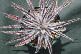 Dyckia  'Vendetta'