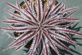 Dyckia  'Blood Groove'