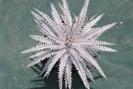 Dyckia  'Crevasse'