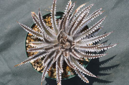 Dyckia  'Dainagon'