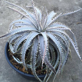 Dyckia 'Nagas'      No.1