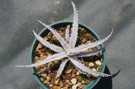 Dyckia  'Crybaby Marin'