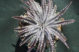 Dyckia  'Amon'