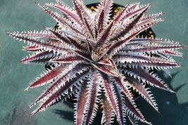 Dyckia  'Amon'