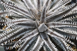 Dyckia 'Narco'