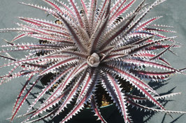 Dyckia ‘Rashoumon’ ディッキア　Amazonico Dyckia 'Rashoumon' ディッキア Amazonico