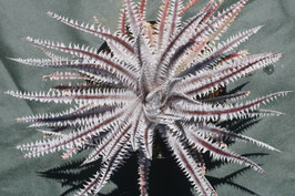 Dyckia ‘Rashoumon’ ディッキア　Amazonico Yahoo!オークション - Amazonico Dyckia 'BS' × 'Cathedral