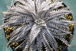 Dyckia  'Trilobite'