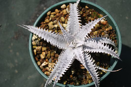 Dyckia  'Cristalino'