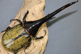 カブト虫販売 - Amazonico アマゾニコ