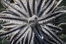 Dyckia 'Black Jack'