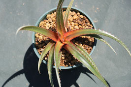 Dyckia 'Siamese Twilight'