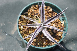 Dyckia  'Vega'