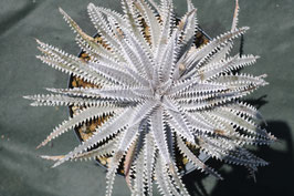 Dyckia  'Fabulous Ace'