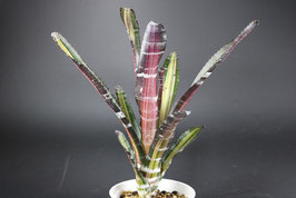 Aechmea 'Roberto Menescal'