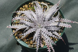 Dyckia  'Regime Change'
