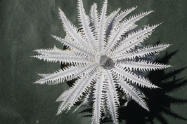 Dyckia  'Crystal Boy' × 'Nemesis' AJ14