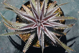 Dyckia  'Mariana Trench'