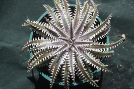 Dyckia  'Cataclysm'